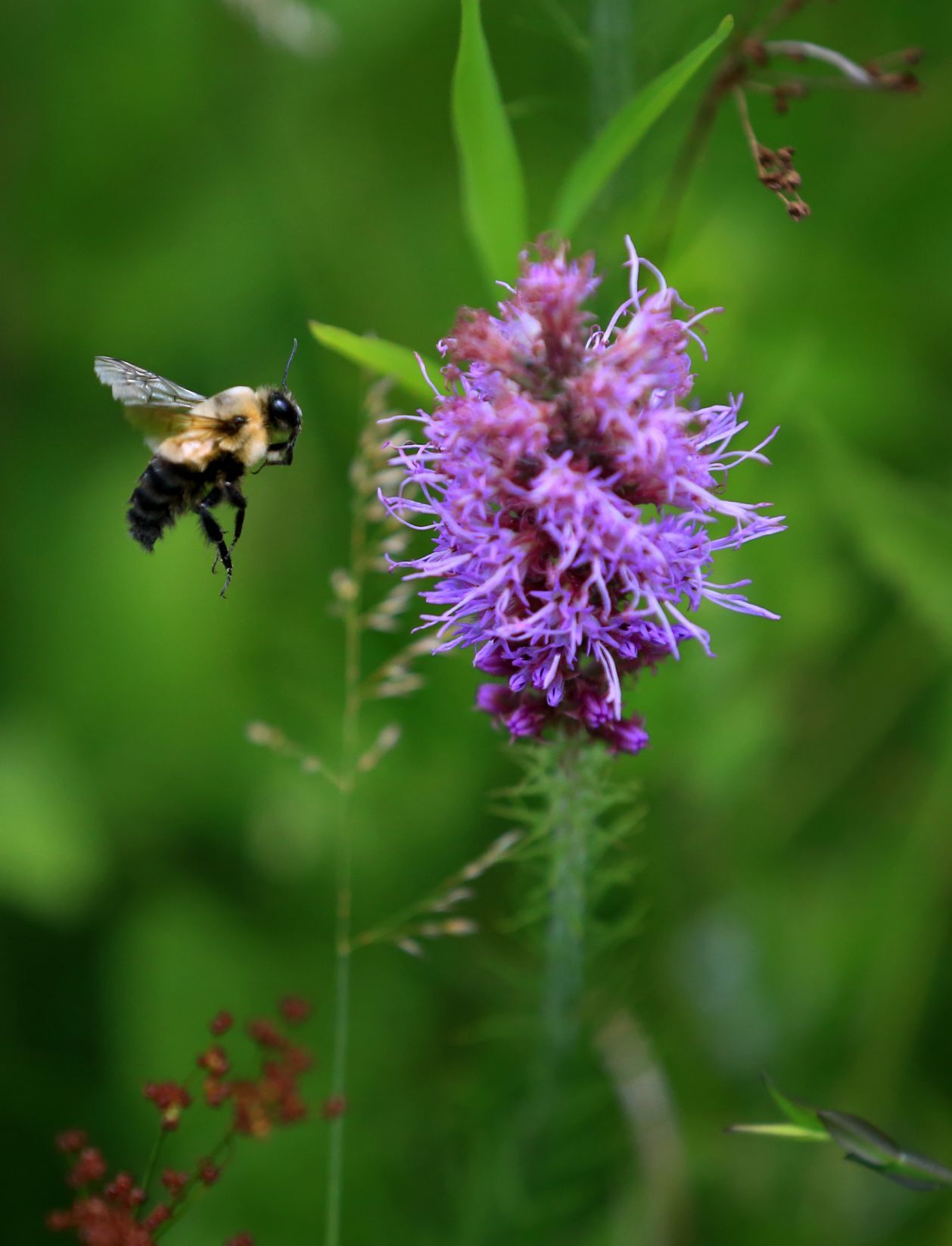 Missouri Bumblebee Atlas, counting the bees
